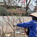 Hà Nội: Đào cuối vụ 'đại hạ giá' vẫn ế khách