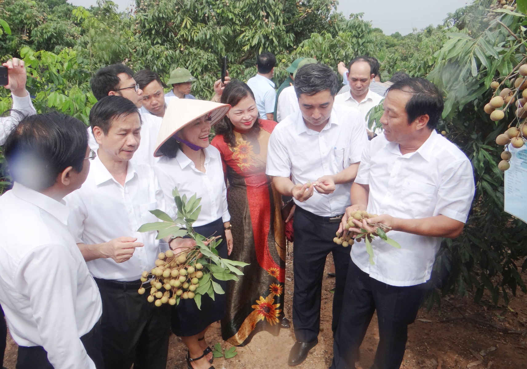 Hải Dương khai mở vườn nhãn xuất khẩu, kết nối thị trường cho nhãn Chí Linh 