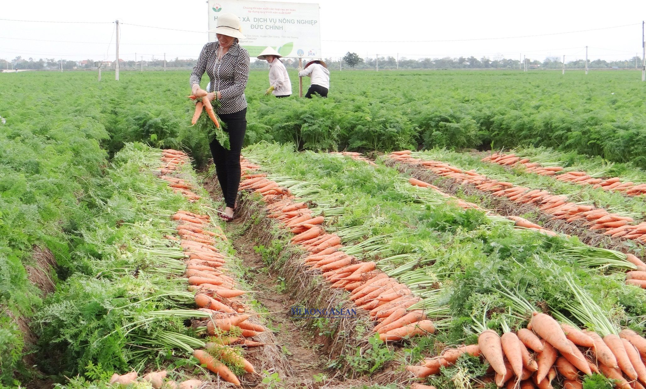 Hải Dương: Hơn 4 thập kỷ cà rốt gắn bó với nông dân huyện Cẩm Giàng