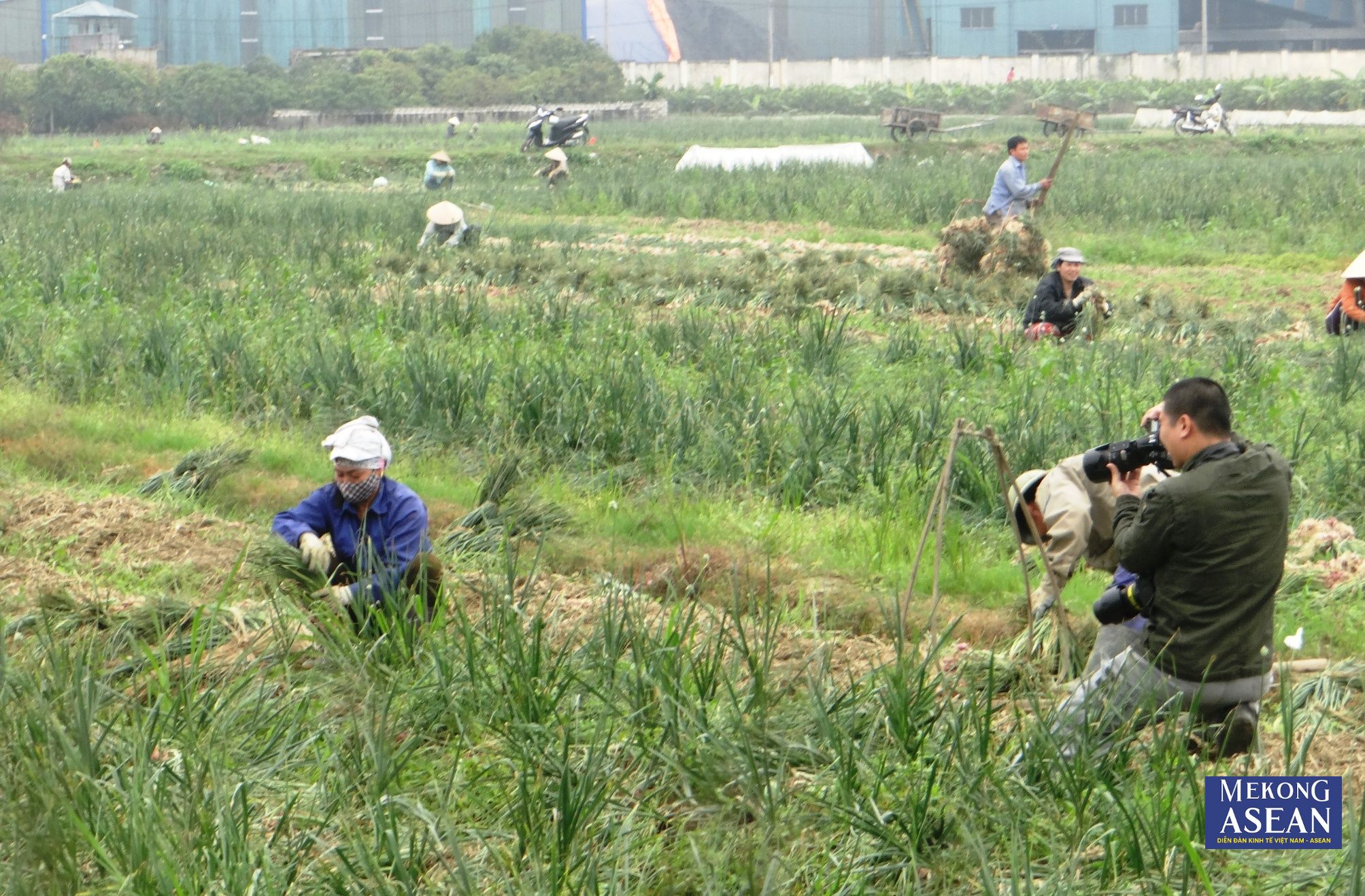 Về Hải Dương, trải nghiệm thu hoạch hành, tỏi ở thị xã Kinh Môn