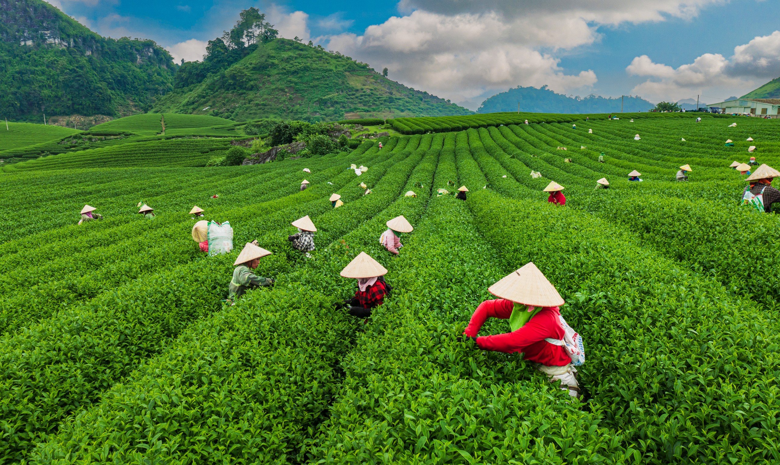 Mộc Châu đẹp hút hồn vào mùa thu hoạch chè | Mekong ASEAN