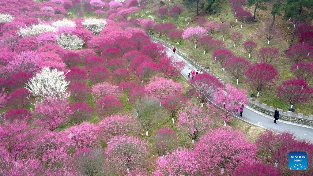 Mùa hoa mận nở rộ tại vườn bách thảo ở huyện Maojian, Thập Yển, tỉnh Hồ Bắc, miền trung Trung Quốc. Ảnh: Xinhua