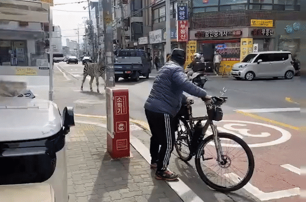 Ngựa vằn bỏ chạy trên đường phố Seoul sau khi tẩu thoát khỏi sở thú