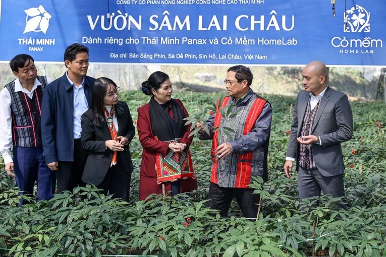Thủ tướng Phạm Minh Chính thăm vườn sâm Lai Châu tại xã Sà Dề Phìn. Ảnh: VGP ảnh 3