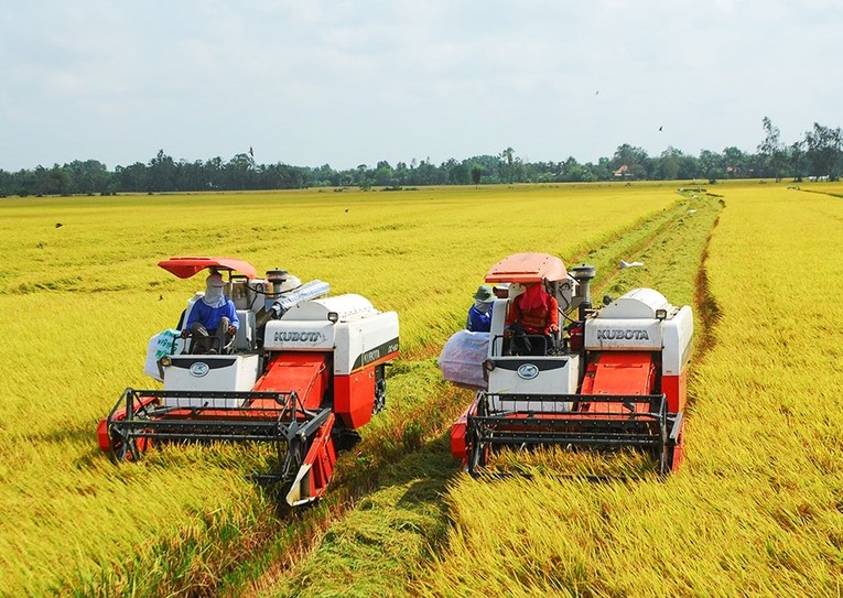 Thủ tướng yêu cầu sử dụng thương hiệu gạo Việt mở rộng thị trường  ảnh 1