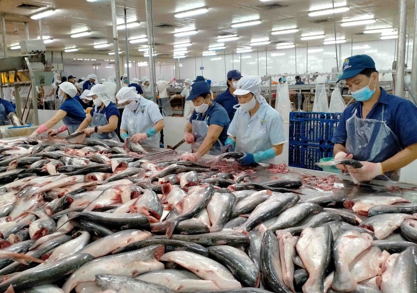 Sản xuất nông nghiệp tháng 10: Sản lượng cá tra tăng nhẹ 