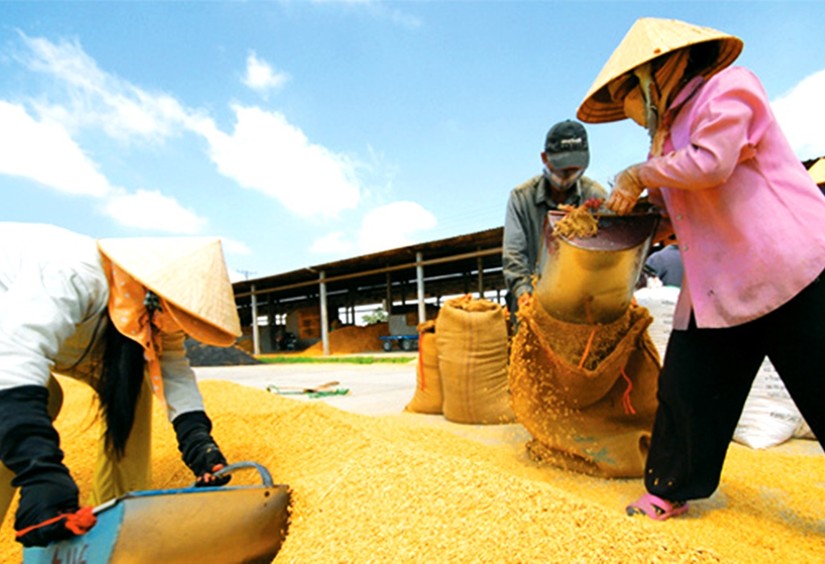 Gạo là mặt hàng có triển vọng xuất khẩu cao trong thời gian tới bởi yêu cầu đảm bảo an ninh lương thực toàn cầu.