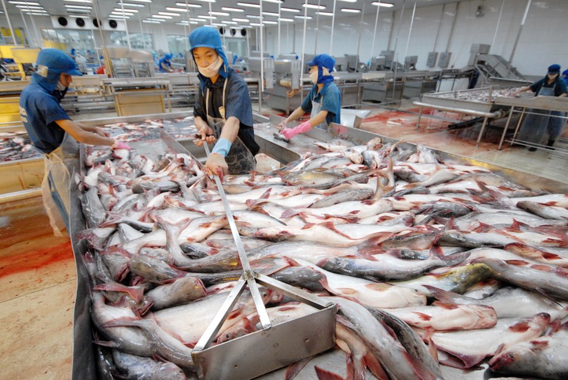 Xuất khẩu cá tra có thể chạm mốc 1 tỷ USD trong 7 tháng đầu năm