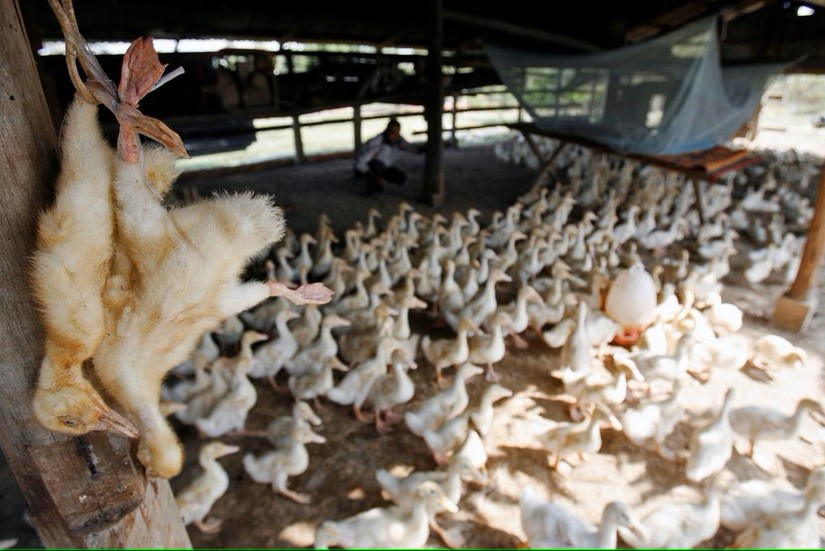 Vịt chết được người dân treo tại một trang trại ở ngoại ô thủ đô Phnom Penh, Campuchia, năm 2008. Ảnh: Reuters