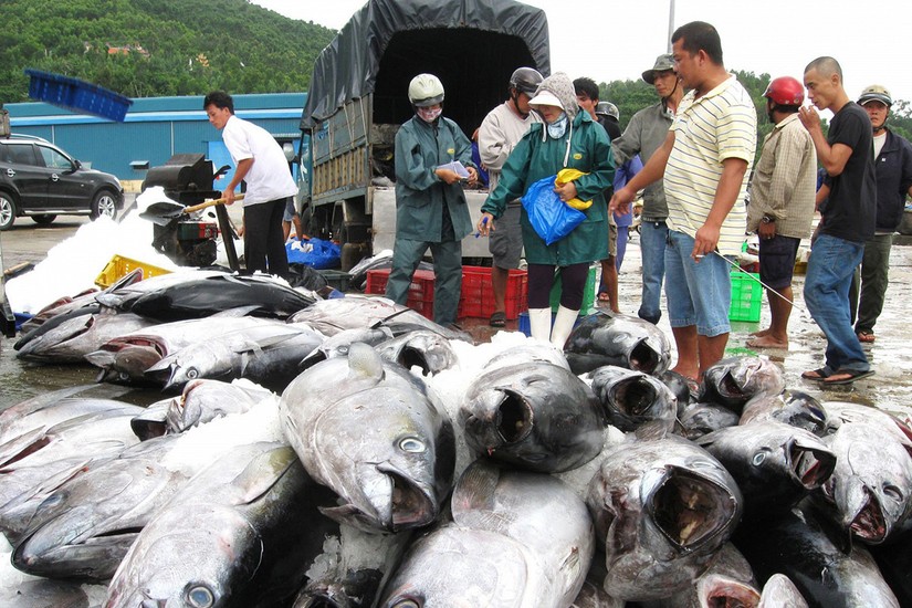 Xuất khẩu cá ngừ sang Trung Đông năm 2023 dự báo kém ‘sôi động’ 