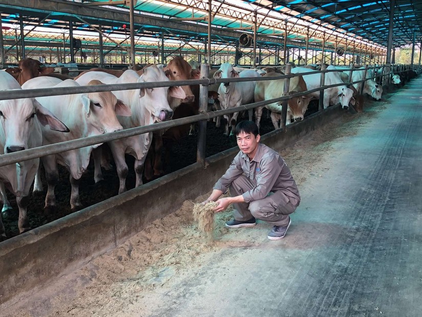 Công nhân Hoà Phát tại trang trại bò tại Thái Bình. 