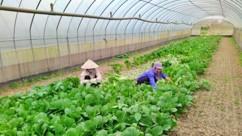 Vùng trồng rau xanh hữu cơ an toàn ngoại thành Hà Nội. Ảnh: VGP.