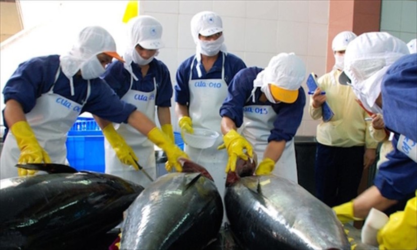 Xuất khẩu cá ngừ sang EU khởi sắc trở lại