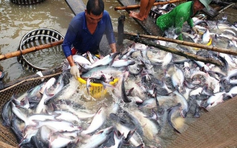 Top 3 doanh nghiệp Việt xuất khẩu cá tra lớn nhất sang Mỹ