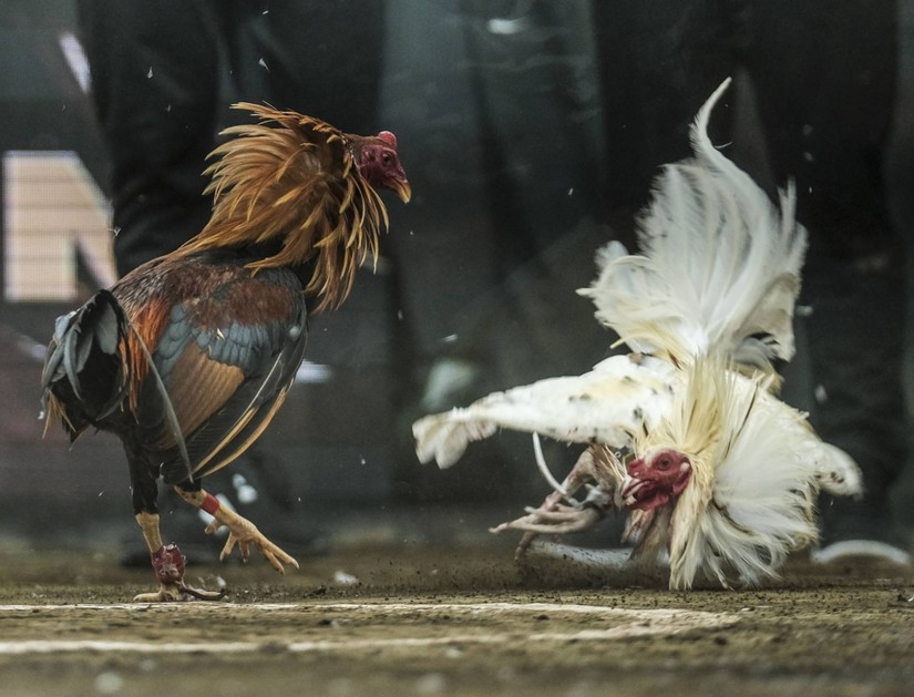 Chọi gà trực tuyến đem lại doanh thu hàng tỷ USD tại Philippines | Mekong ASEAN