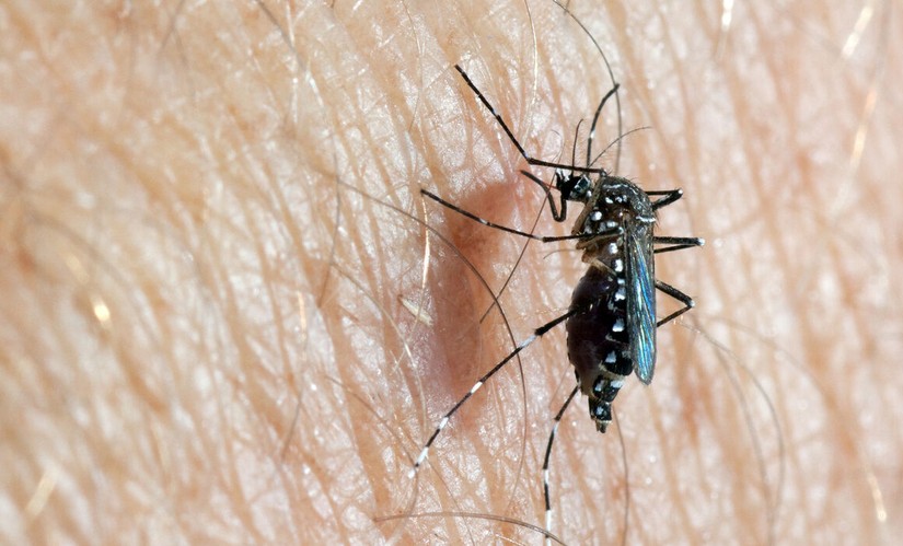 Muỗi Aedes aegypti gây ra nhiều bệnh truyền nhiễm như sốt xuất huyết và Zika. Ảnh: ECDC