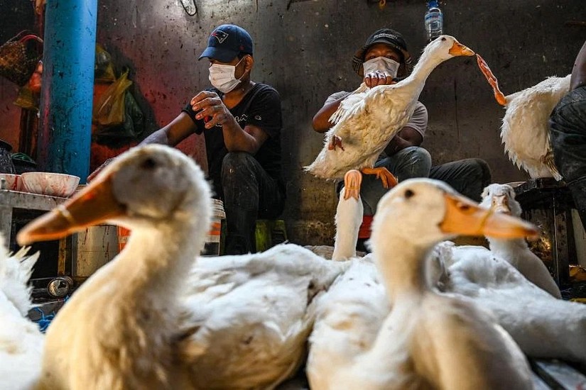 Tình hình cúm gia cầm trên thế giới đáng lo ngại do số ca nhiễm gia tăng mạnh ở cả gia cầm và chim lẫn động vật có vú. Ảnh: AFP