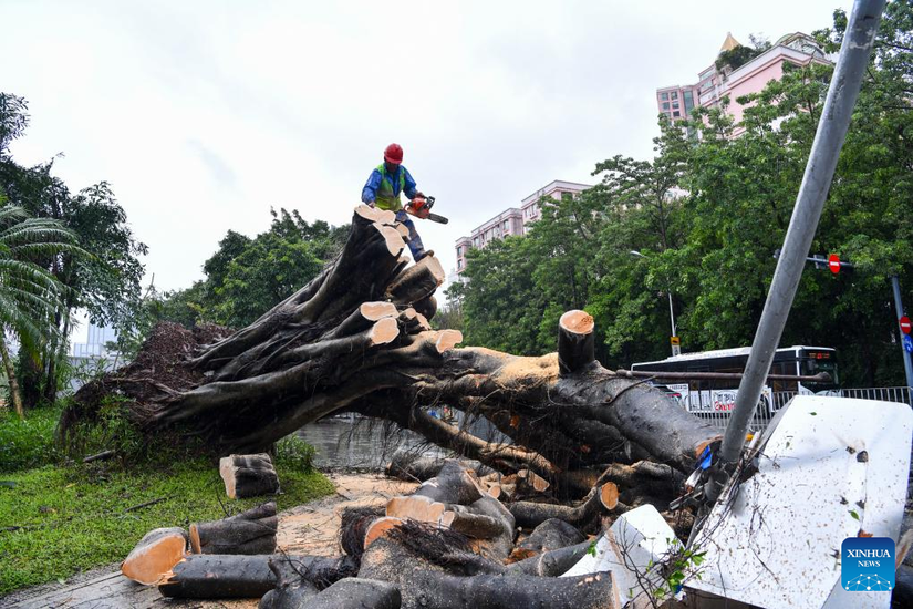 Cây bị đổ do bão Saola tại Thâm Quyến, Quảng Đông, Trung Quốc. Ảnh: Tân Hoa Xã