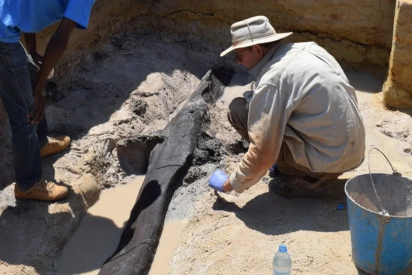 Các nhà khảo cổ học phát hiện cấu trúc gỗ khoảng 476.000 năm tuổi tại Thác Kalambo, Zambia. Ảnh: Geoff Duller/Aberystwyth University/Reuters