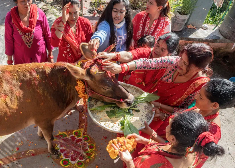 Người dân bày tỏ sự biết ơn tới bò trong dịp lễ Tihar tại Kathmandu, Nepal. Ảnh: AAP/EPA