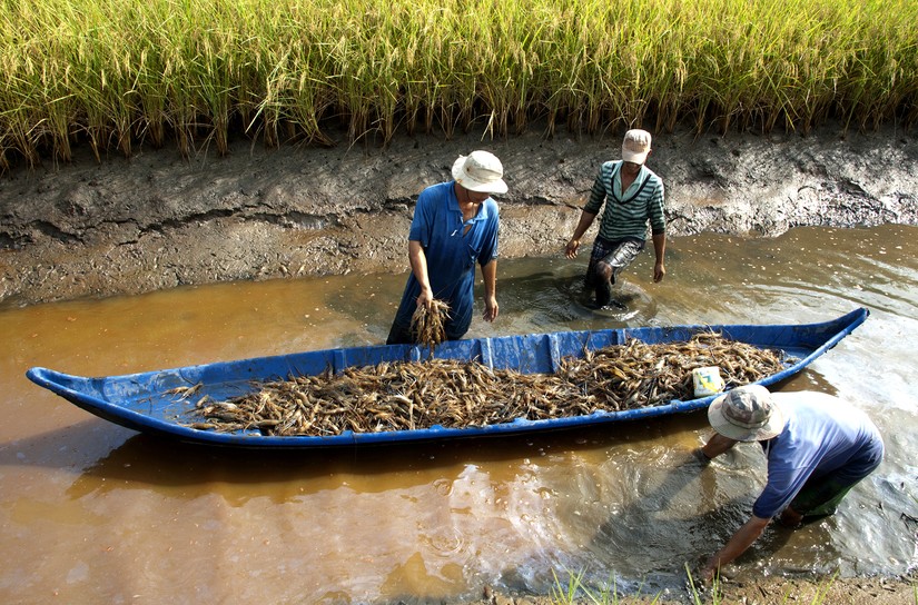 Triển vọng từ mô hình tôm sinh thái  lúa an toàn  Báo Người lao động