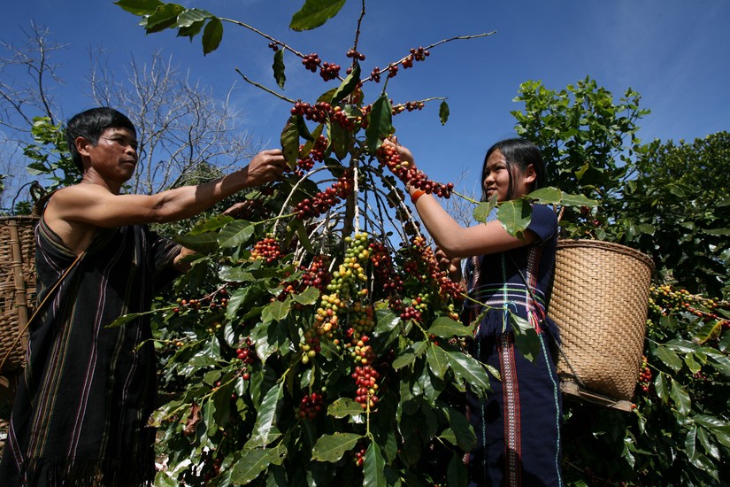 Ngành cà phê Việt Nam cần phải tuân thủ theo quy định chống phá rừng của EU. Ảnh: VGP