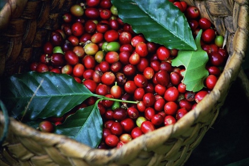 Xây dựng chuỗi cung ứng bền vững cho ngành cà phê. Ảnh minh họa.