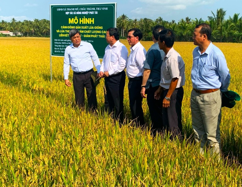 Đoàn công tác Bộ Nông nghiệp và Phát triển Nông thôn khảo sát tại đồng lúa HTX Phát Tài sử dụng NPK Phú Mỹ. Nguồn: PVFCCo.