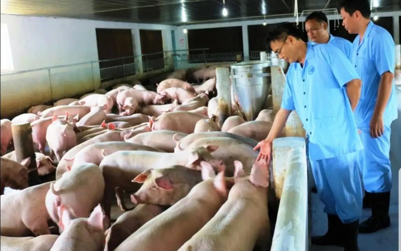 Thủ tướng Chính phủ chỉ đạo xử lý triệt để ổ dịch tả lợn Châu Phi