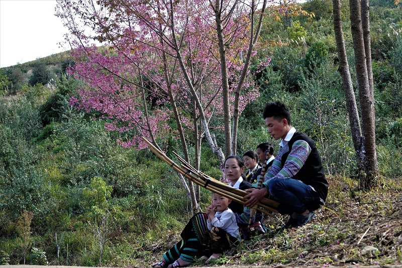 Hoa Tớ Dày gắn liền với đời sống của nhiều thế hệ người Mông vùng cao Mù Cang Chải. (Ảnh: UBND huyện Mù Cang Chải)
