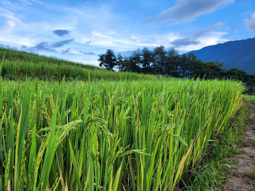 NHNN yêu cầu tăng hỗ trợ vốn cho doanh nghiệp ngành lúa gạo