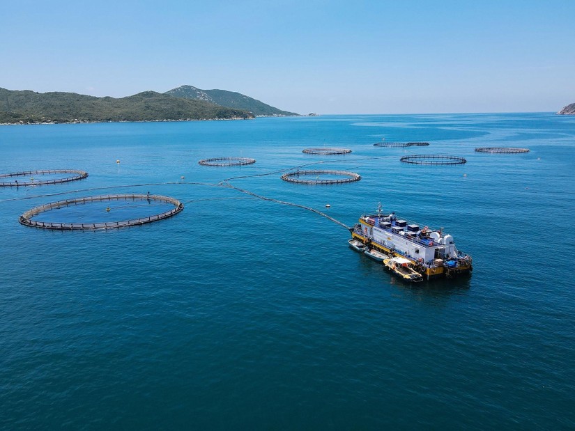Khu vực nuôi trồng cá chẽm của Australis tại vịnh Vân Phong, tỉnh Khánh Hòa