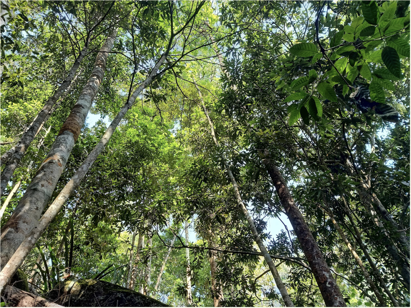 Bình Thuận hỗ trợ đầu tư phát triển sản xuất và khoán bảo vệ rừng cho vùng đồng bào dân tộc thiểu số trên địa bàn tỉnh. Ảnh minh họa: Báo Bình Thuận