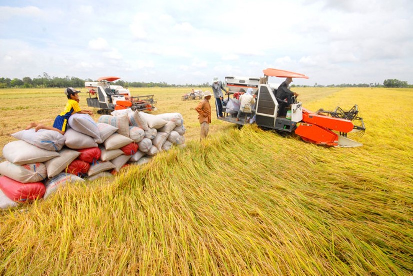 Nông dân trồng lúa vẫn có lãi dù giá bán giảm