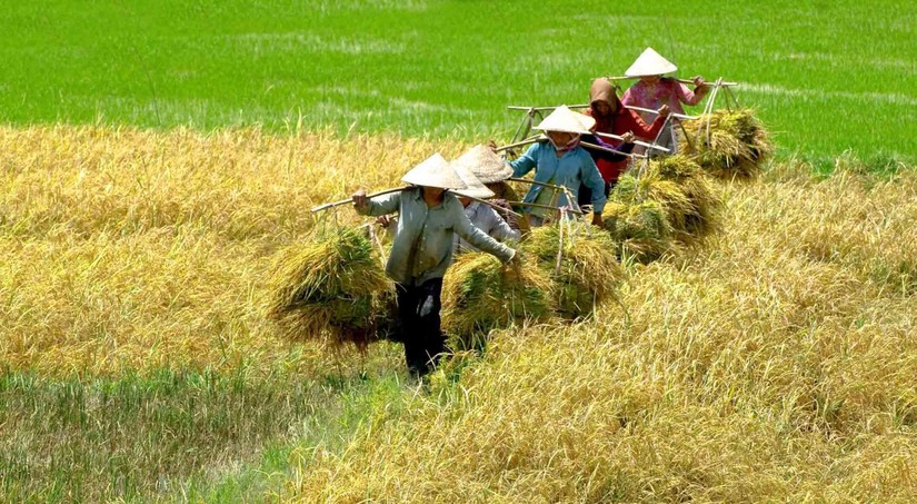 Nhu cầu tăng cao, xuất khẩu gạo sẽ sôi động trong nửa cuối năm 2022