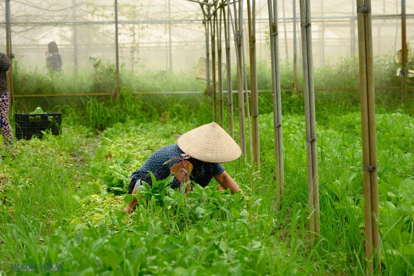 Việt Nam xây dựng trung tâm dữ liệu tập trung ngành nông nghiệp