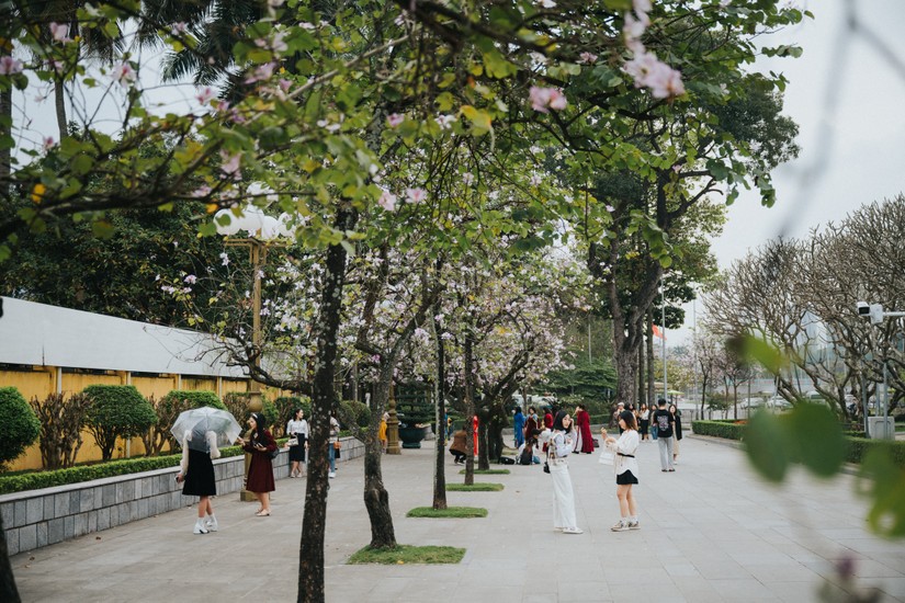 Du khách và người dân thích thú chụp ảnh hoa ban nở "trắng đường" Xuân Diệu, Hà Nội. Ảnh: Sơn Quách