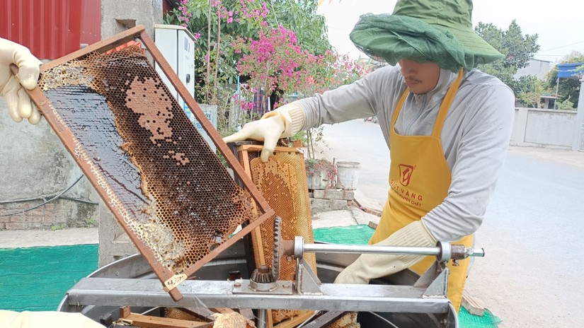 Người thợ xử lý cầu ong, chuẩn bị đưa vào máy quay ly tâm để ép mật ong. 