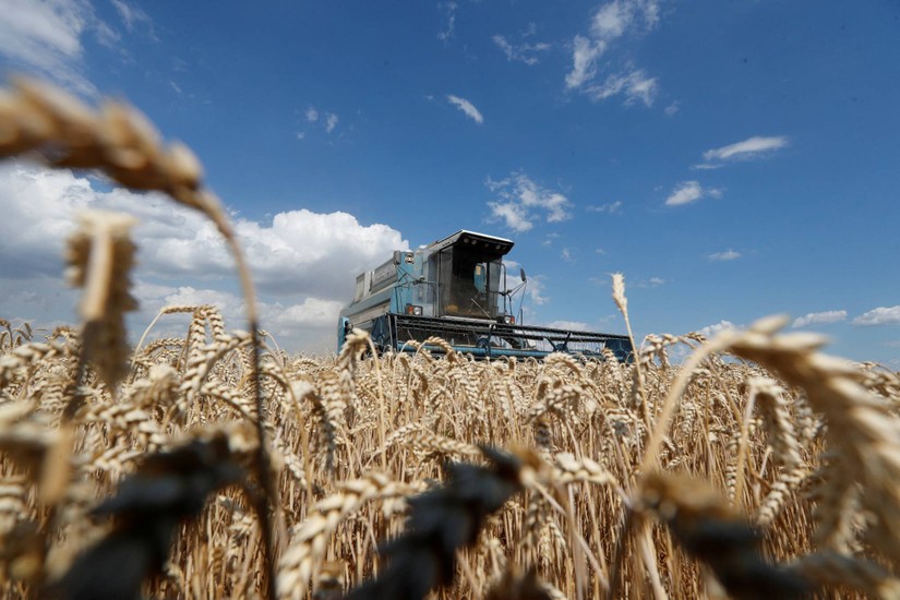 Thu hoạch lúa mì tại làng Tersky, gần Stavropol, Nga. Ảnh: Bloomberg