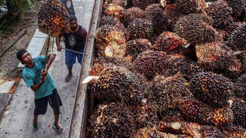 Nông dân Indonesia chuyển những trái cọ đã thu hoạch lên xe tải vận chuyển tại một đồn điền ở Pekanbaru. Ảnh: AFP