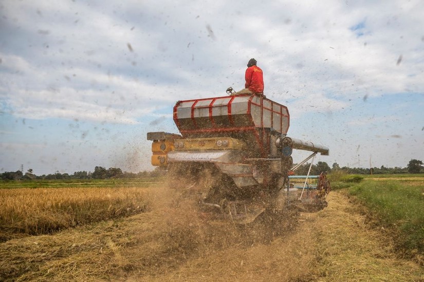 Thu hoạch lúa trên một cánh đồng ở tỉnh Saraburi, Thái Lan. Ảnh: Bloomberg