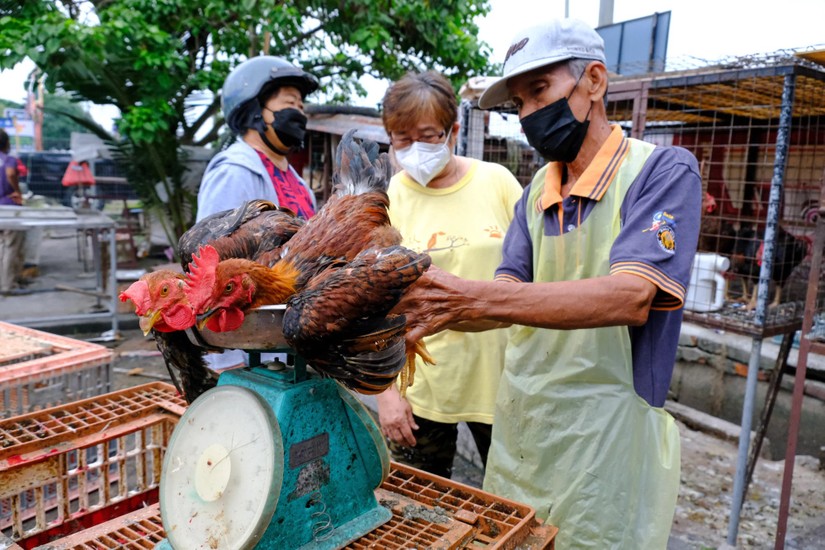 Người bán gà sống tại khu chợ ở Sekinchan, bang Selangor, Malaysia. Ảnh: Bloomberg
