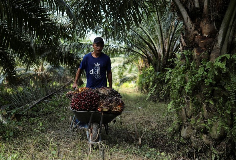 Ông Ari Rohman là lao động nhập cư Indonesia, đang làm việc tại một đồn điền ở Banting, bang Selangor, Malaysia, ngày 10/6. Ảnh: Reuters