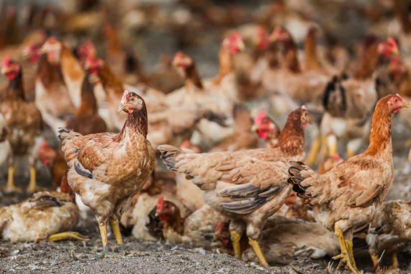 Malaysia cho phép xuất khẩu gà kampung và gà đen. Ảnh: Kami Farming