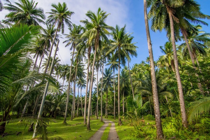 Philippines hiện có 3,5 triệu ha đất trồng dừa. Ảnh: Mongabay