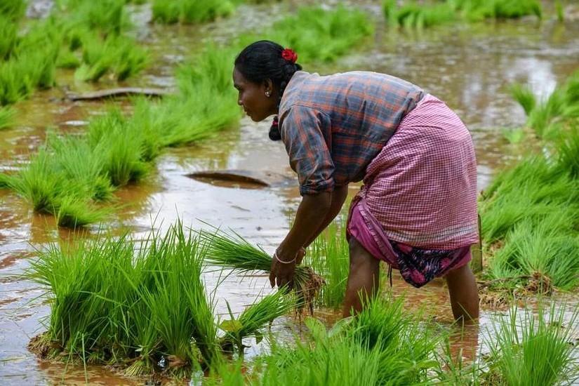 Tình trạng thiếu mưa ở Ấn Độ đã khiến diện tích trồng lúa gạo bị thu hẹp. Ảnh: AFP