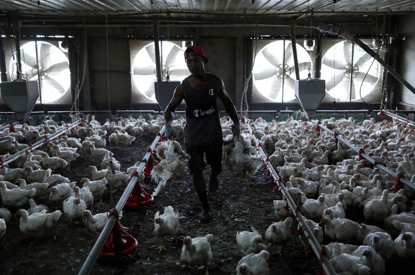 Một trang trại gà ở Sepang, bang Selangor, Malaysia. Ảnh: Reuters