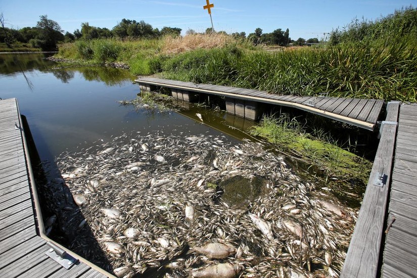 Cá chết nổi trên mặt sông Oder. Ảnh: Reuters