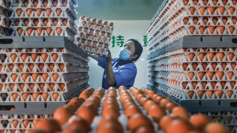 Giá trứng gà tăng vọt tại nhiều thành phố ở Trung Quốc. Ảnh: AFP