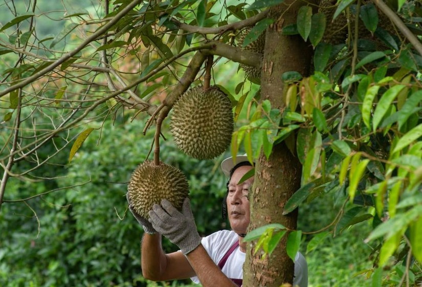 Người nông dân Thái Lan đứng trong vườn cây sầu riêng Musang King. Ảnh: SCMP